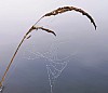 Nebel - (c) M Leulleik (1).jpg